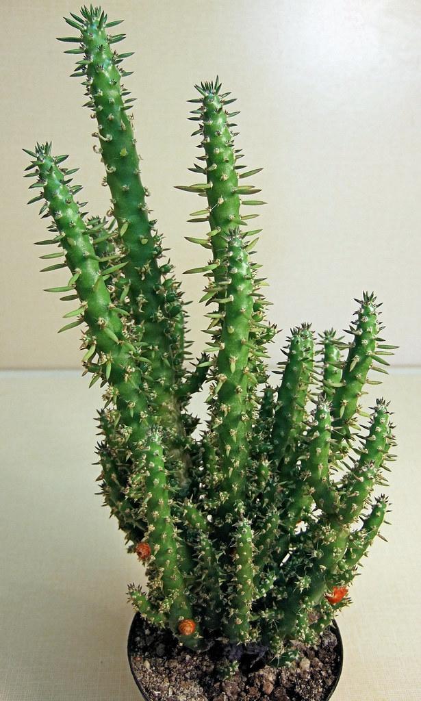 Austrocylindropuntia subulata - tall cactus