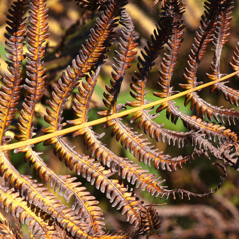 Autumn Fern