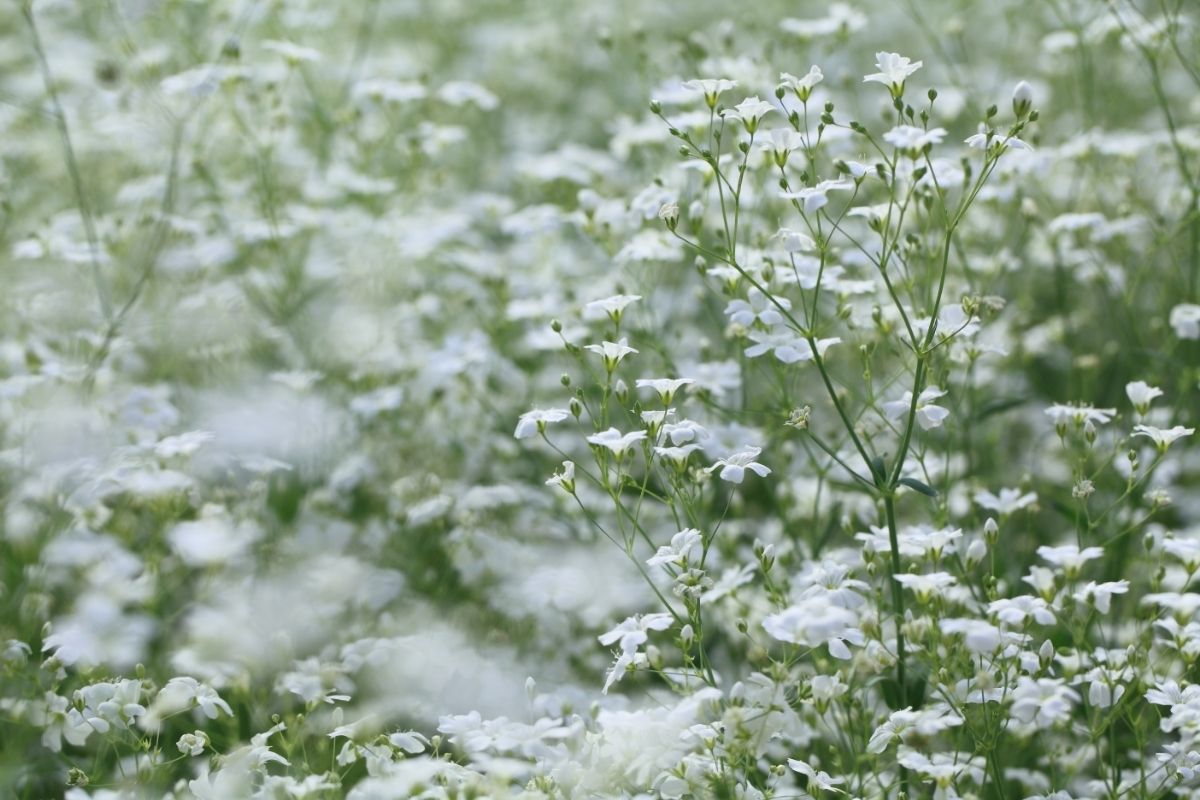 Baby’s Breath (Gypsophila Paniculata)