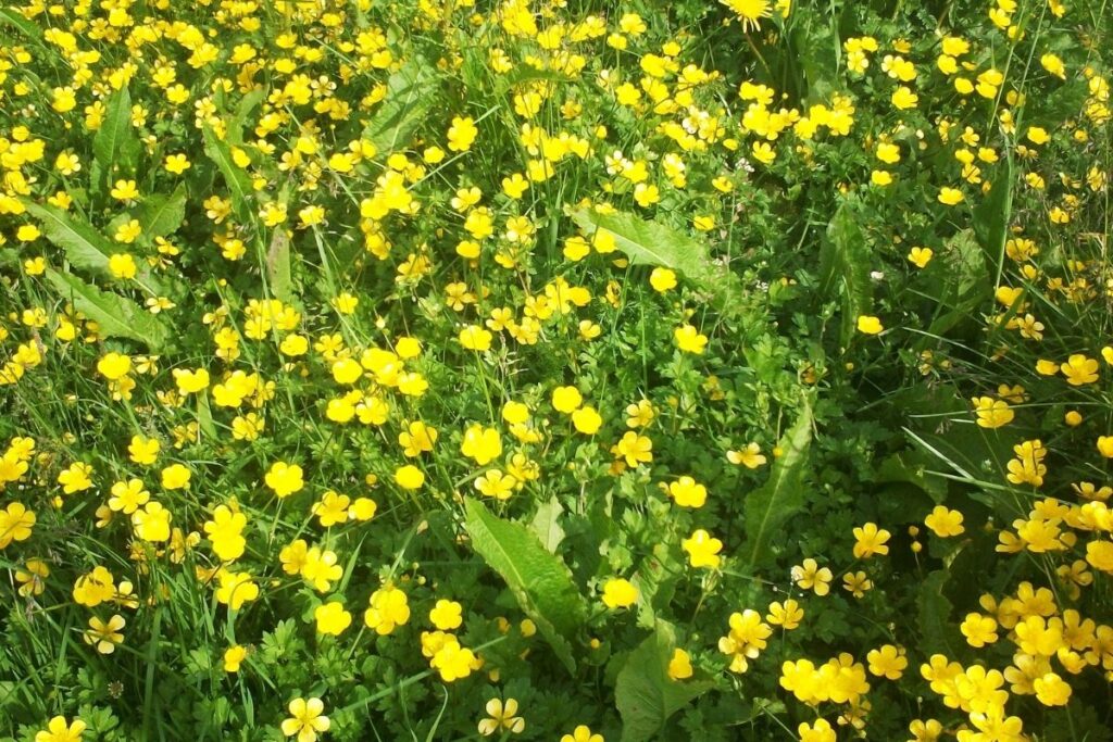 Baccharis Patagonica