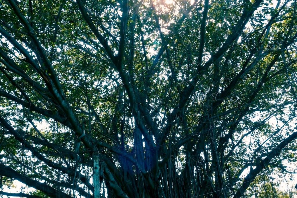 Banyan Tree (Ficus Benghalensis) indian plants