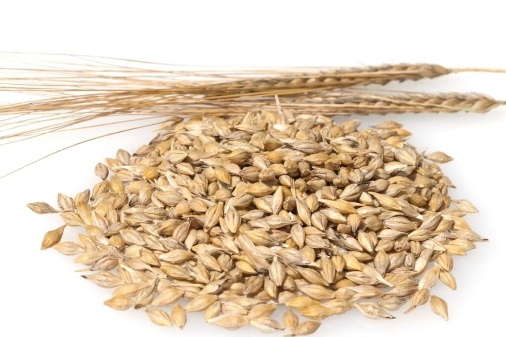 Barley (Hordeum Vulgare) 