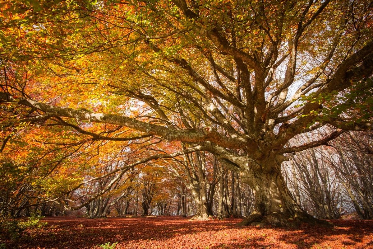 Types Of French Trees Exploring Native Varieties
