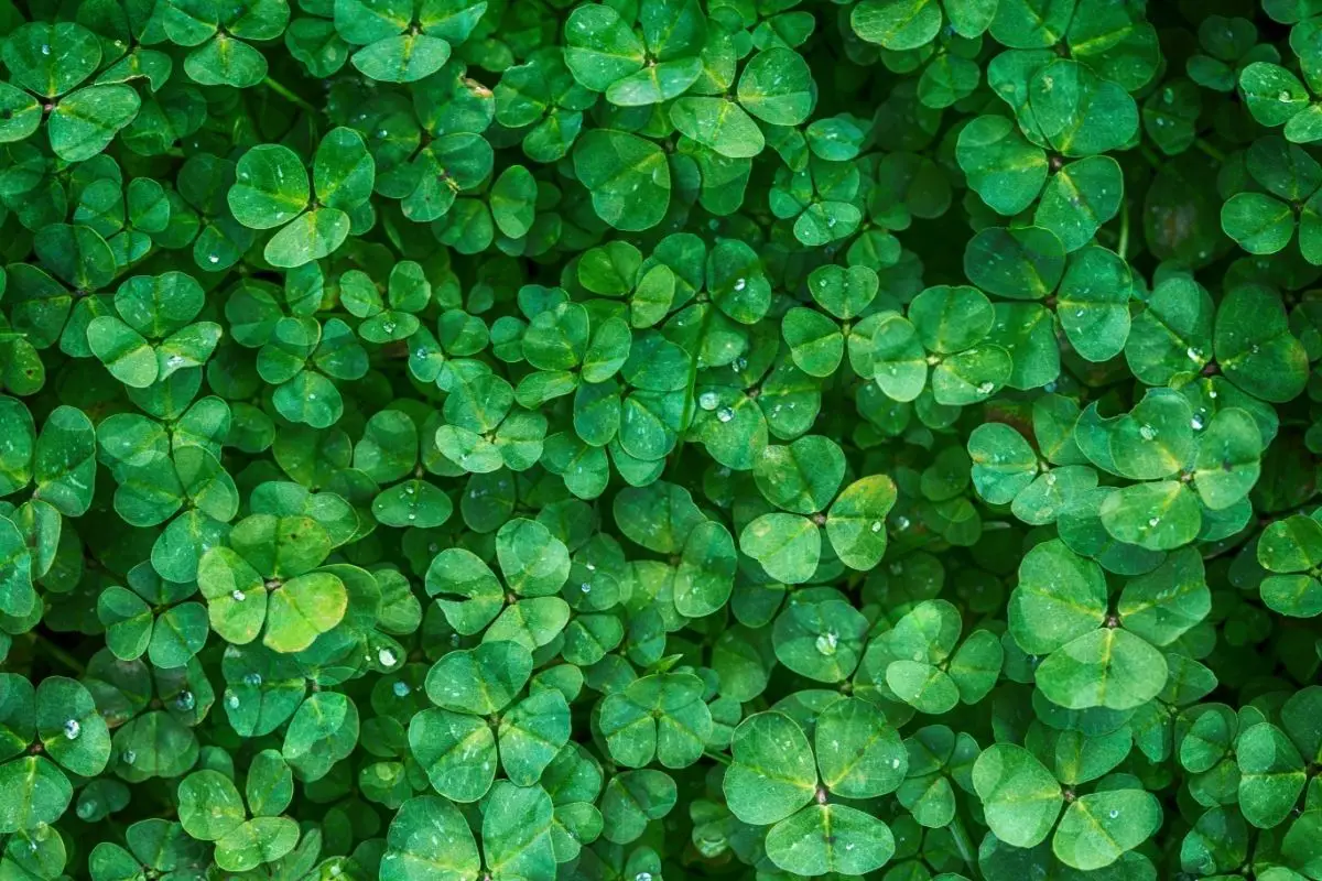 Types of Clovers | Varieties, Characteristics & Uses