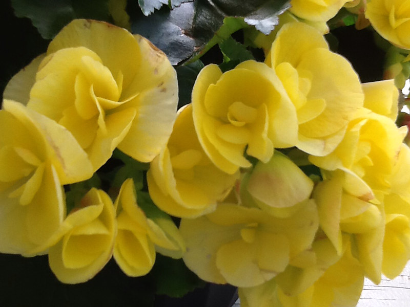 Begonia