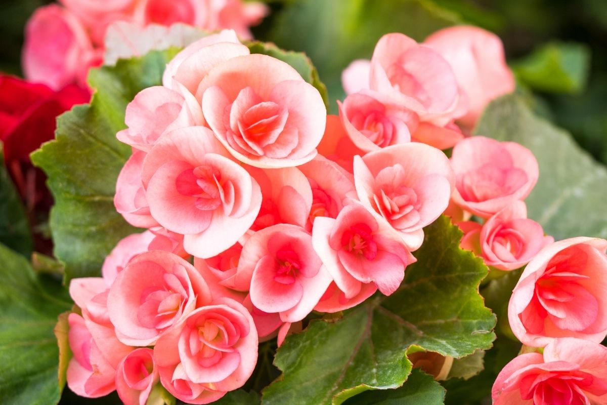 Begonia Panamanian flowers