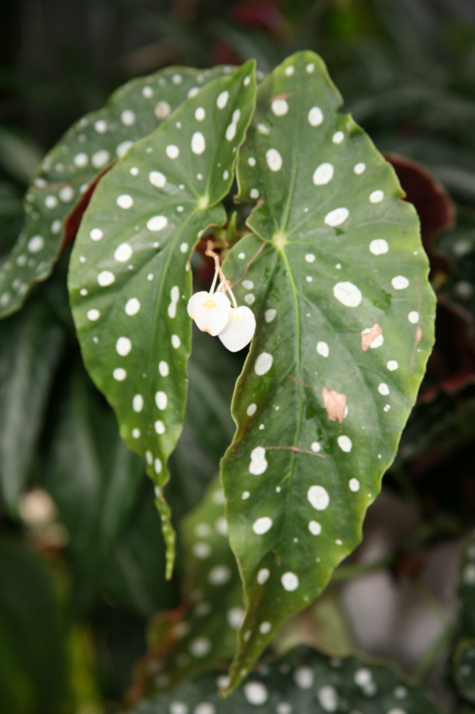 Problems - how to care for a Begonia Maculata polka dot plant