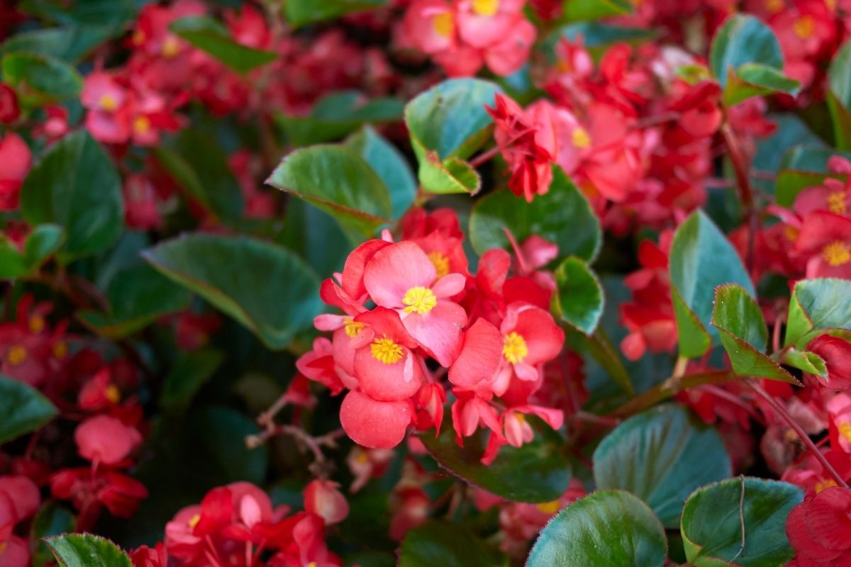 Begonias