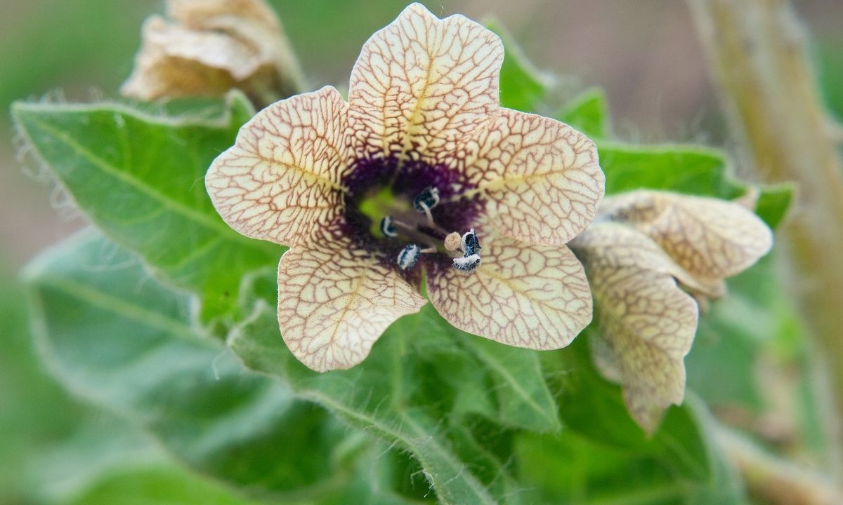 Beige-Colored Flowers