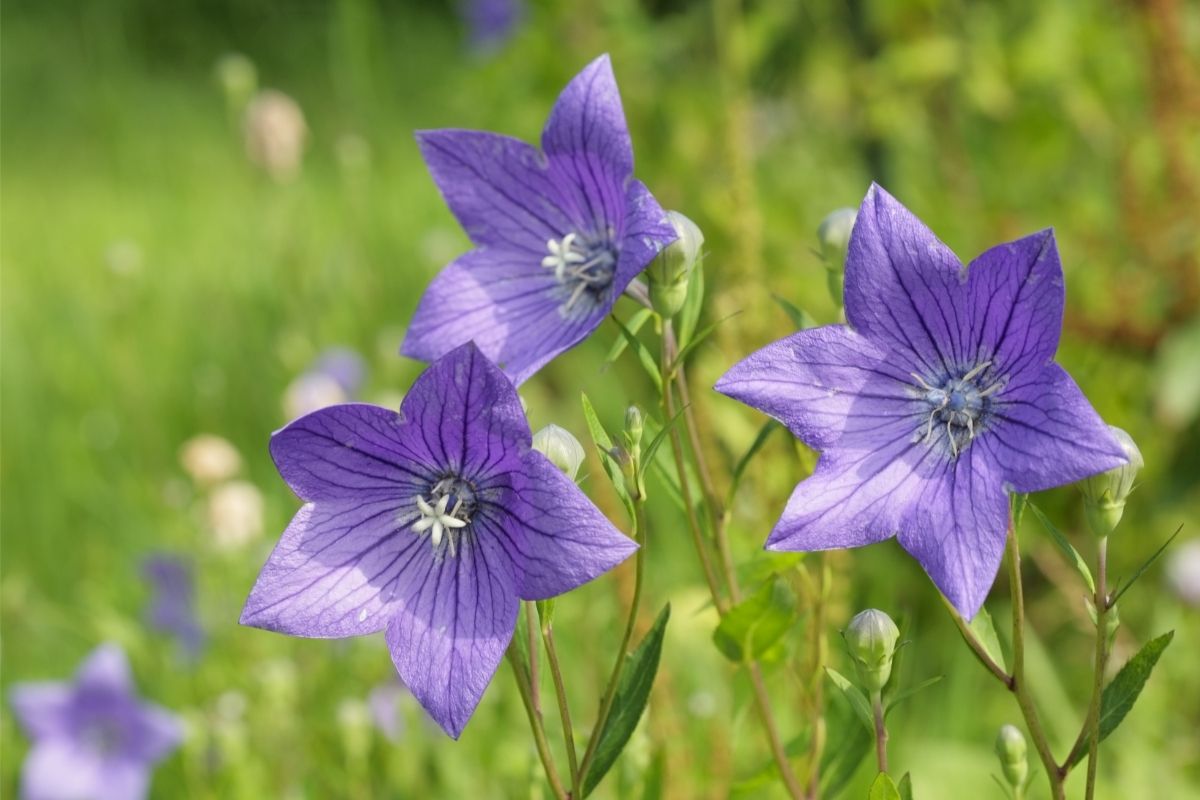 Bellflower Panamanian flowers