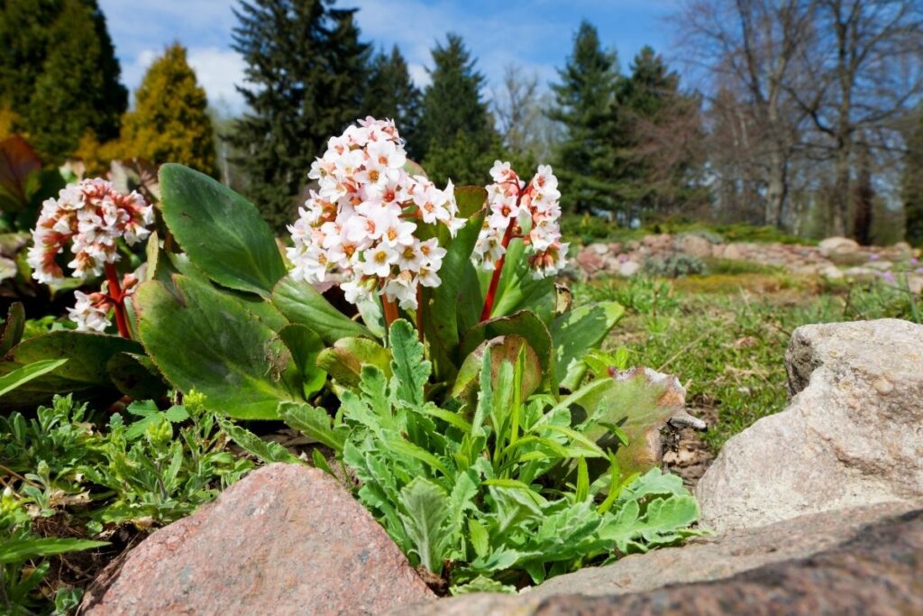 Bergenia Bressingham White (Elephant’s Ears)