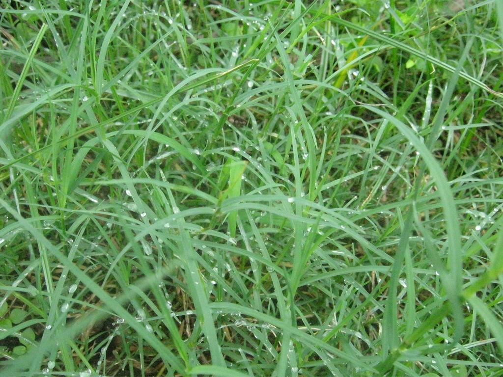 Bermuda grass leaves