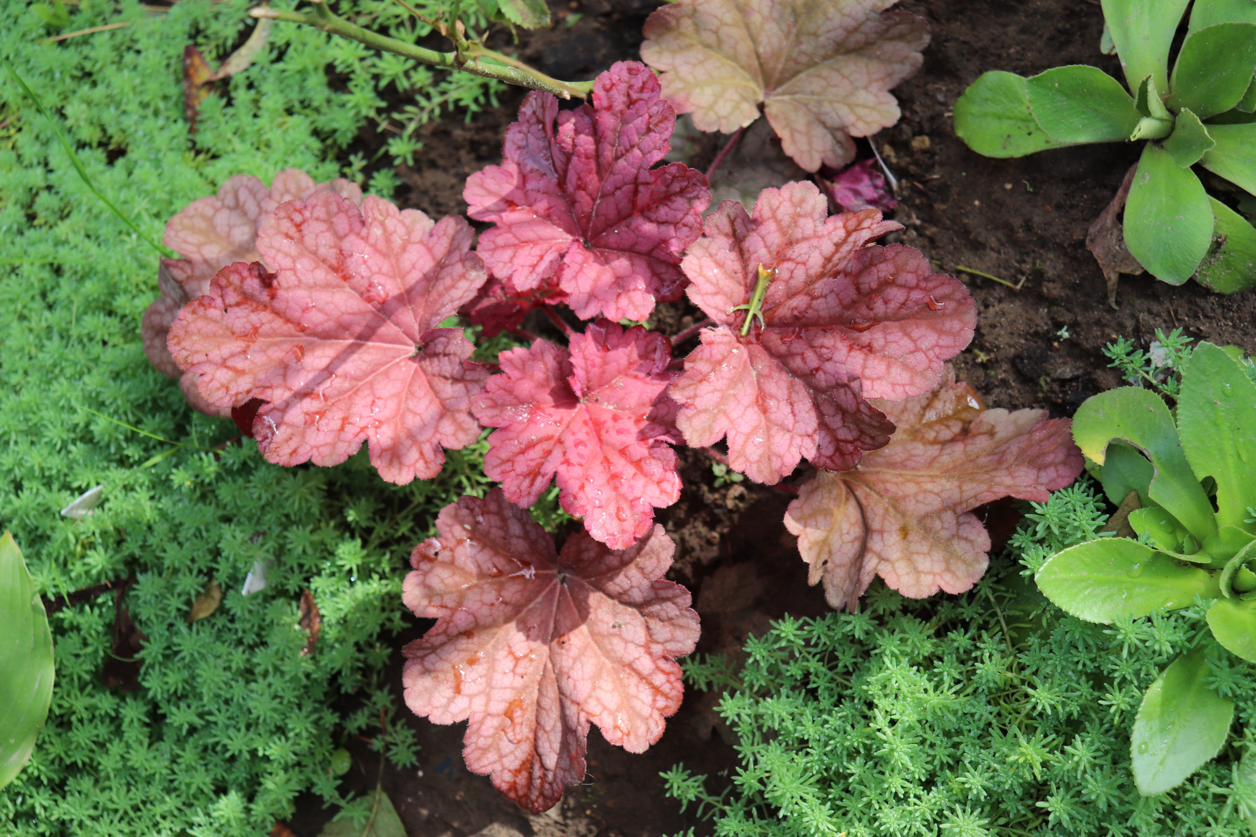 Types Of Coral Bells