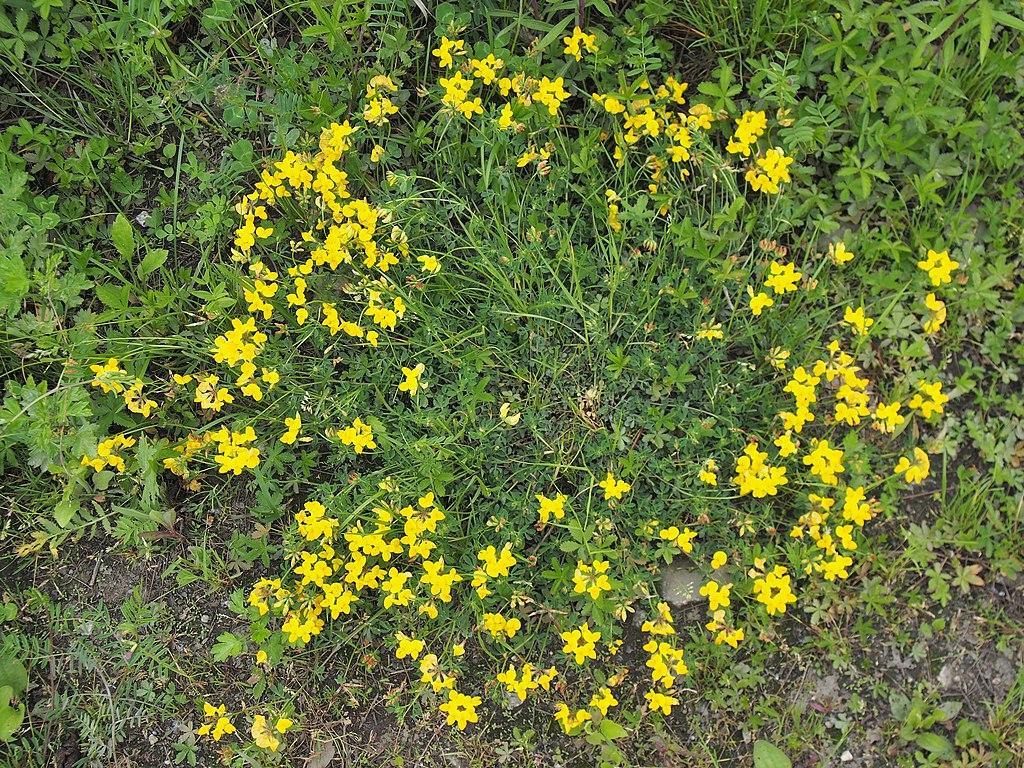 Bird’s Foot Trefoil - weeds with yellow flowers
