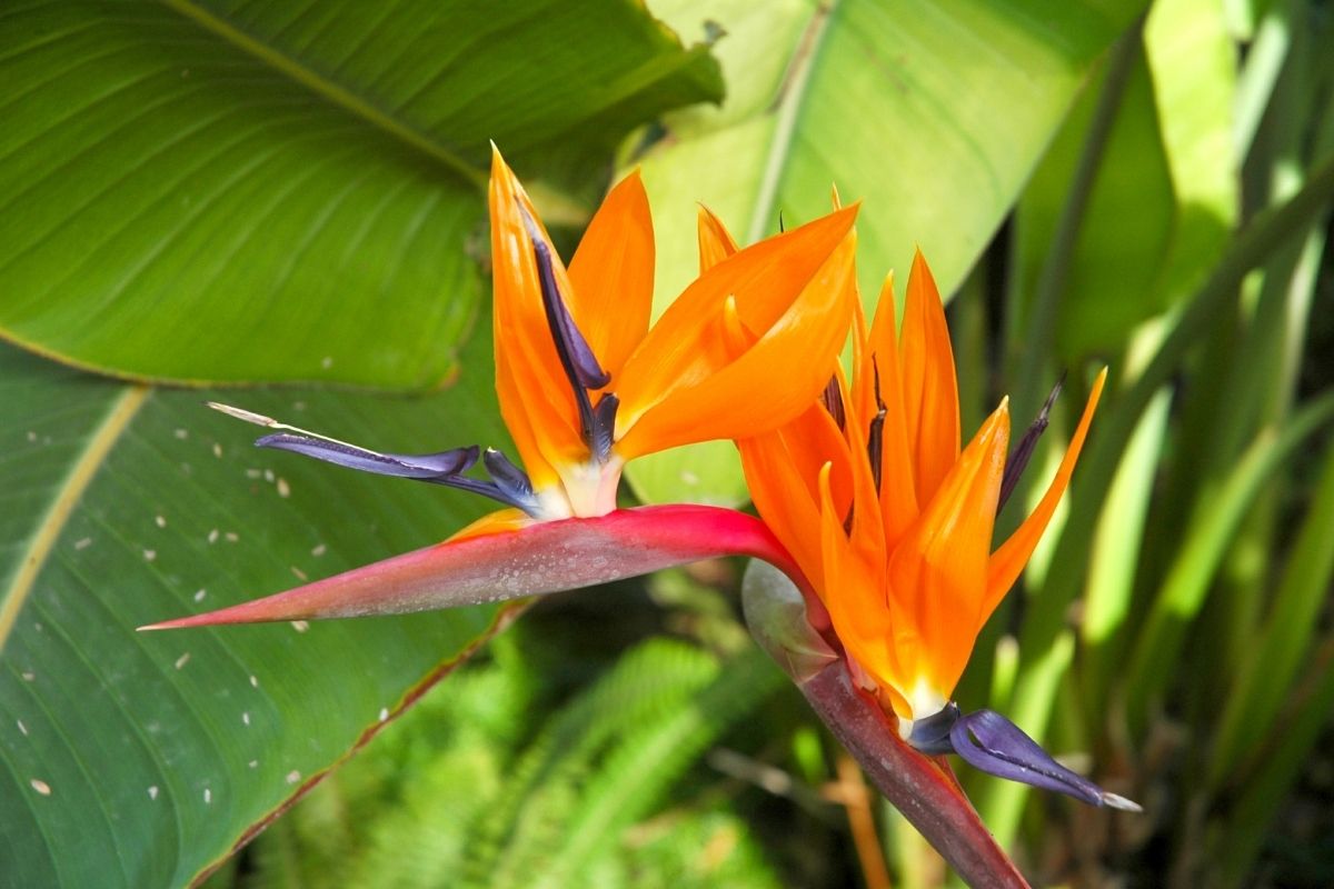 Birds Of Paradise (Strelitzia Reginae) mexican plants 