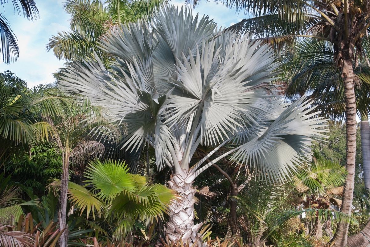 Bismarck Palm Silver Flowers