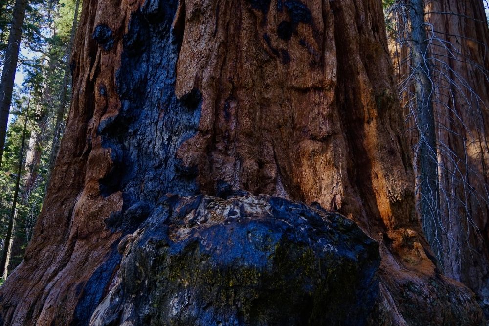 Black Sequoia