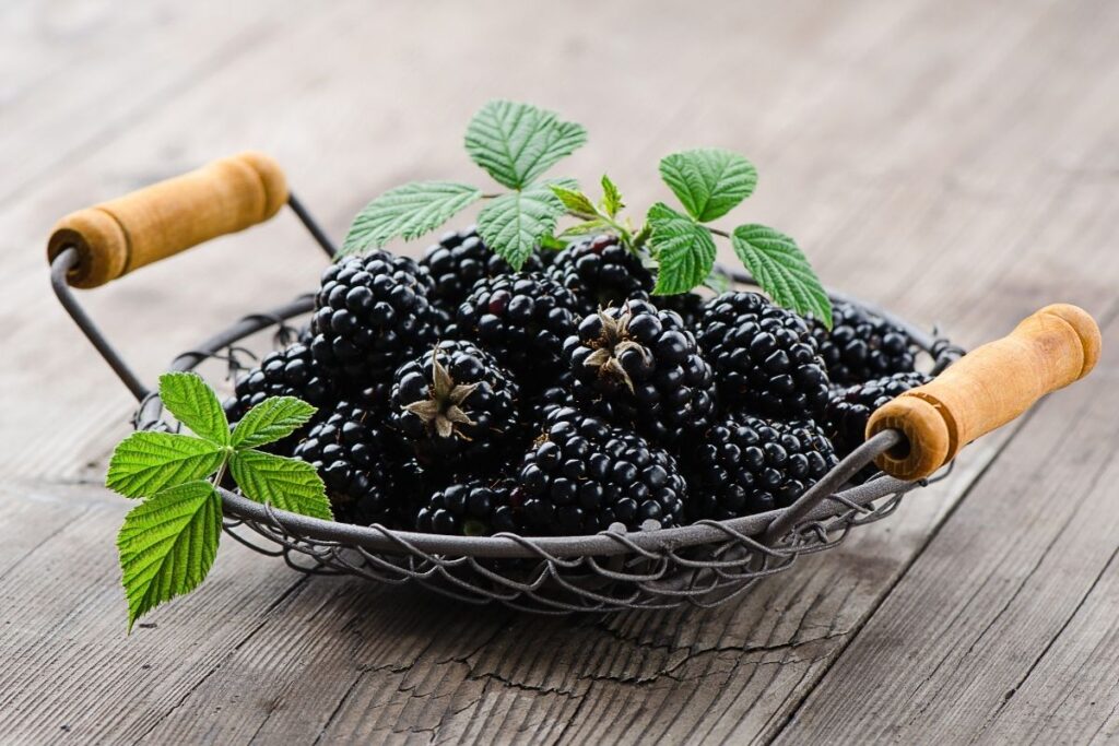 Blackberries-3