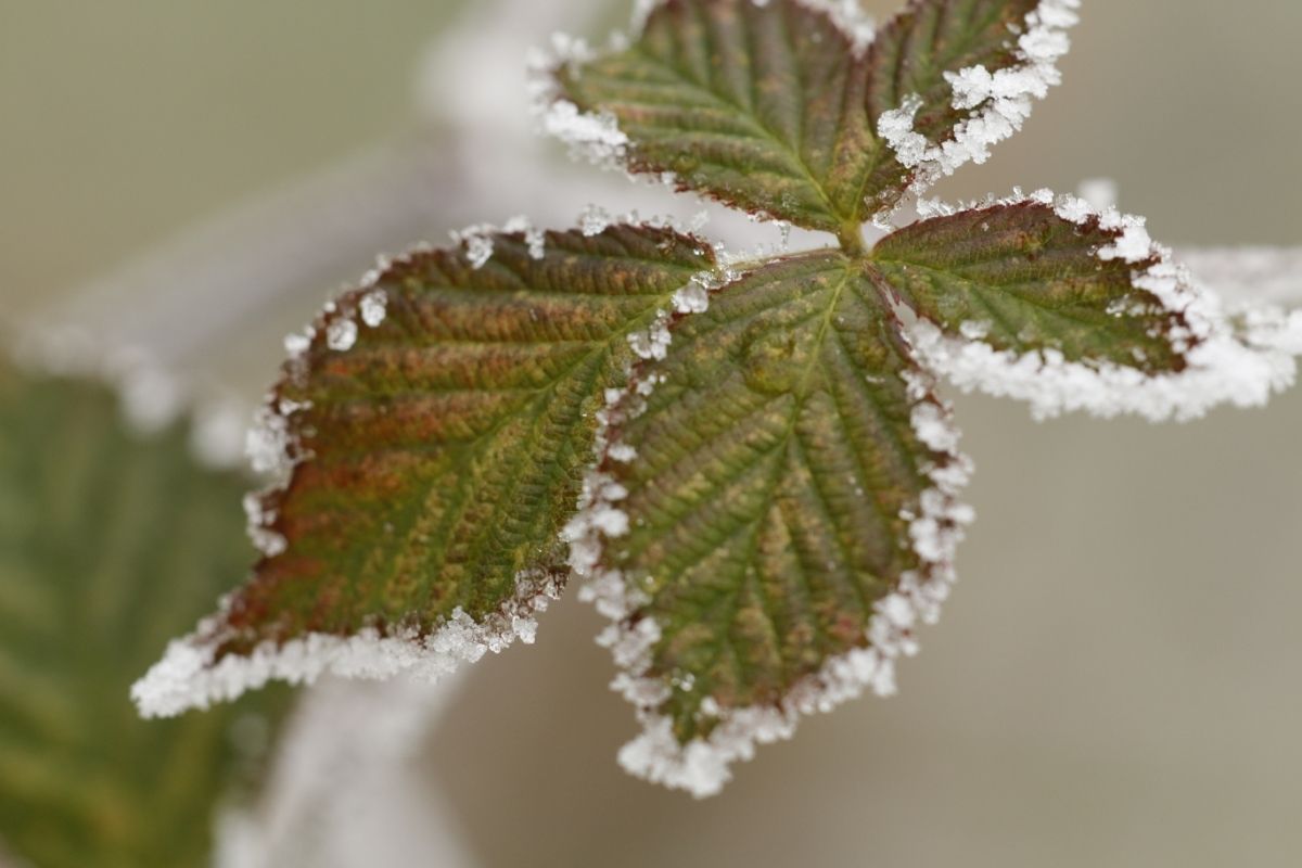 Types Of Coral Bells