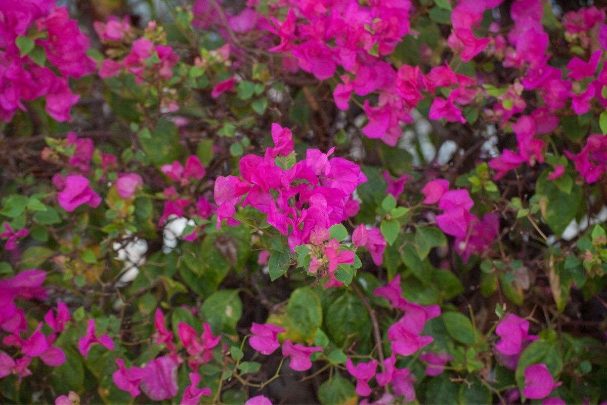 Bougainvillaea