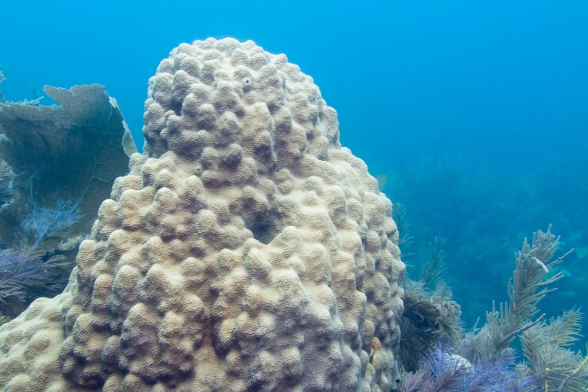 Boulder Star Coral (Montastrea Annularis) 