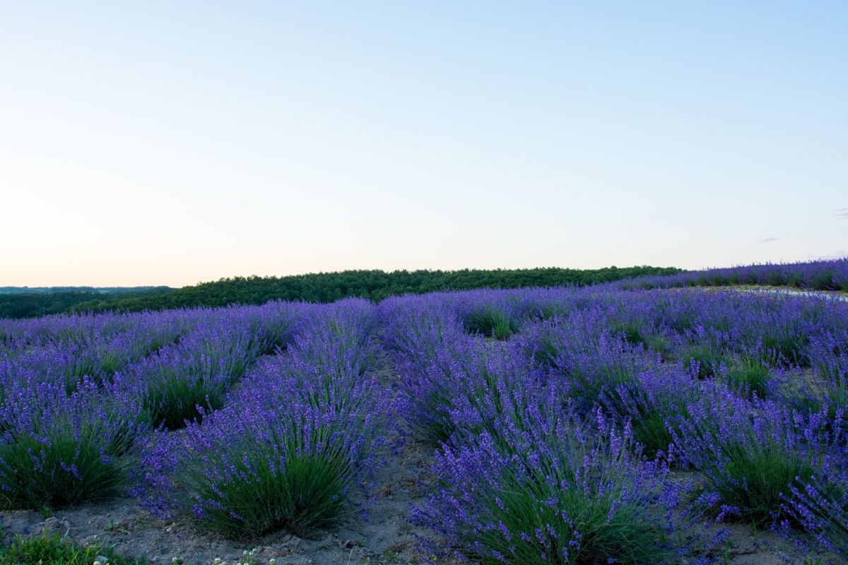 Bowles Early lavender