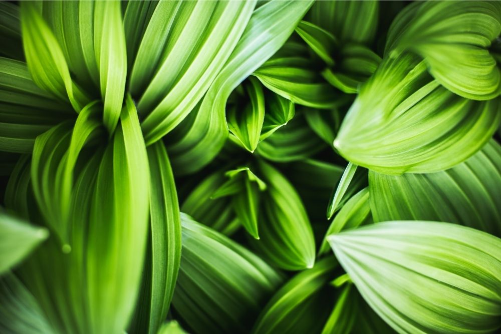 13 Awesome Bright Green Plants