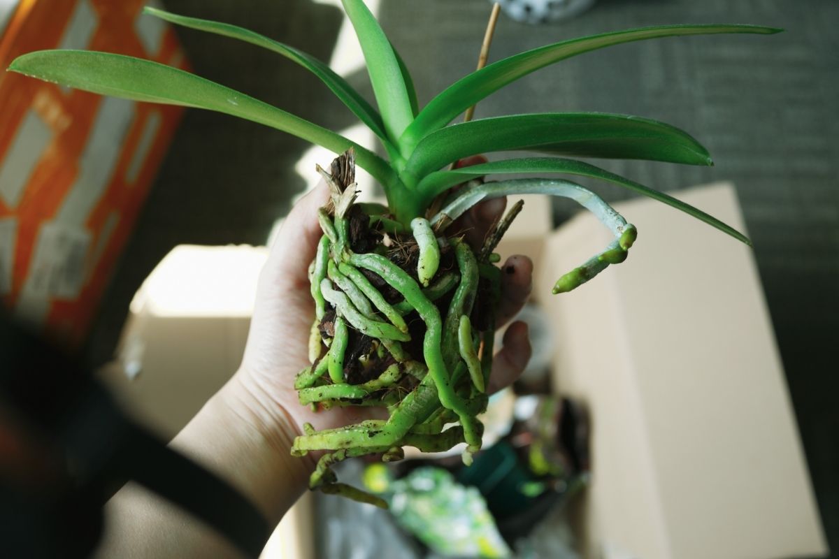 How to Revive an Orchid Plant