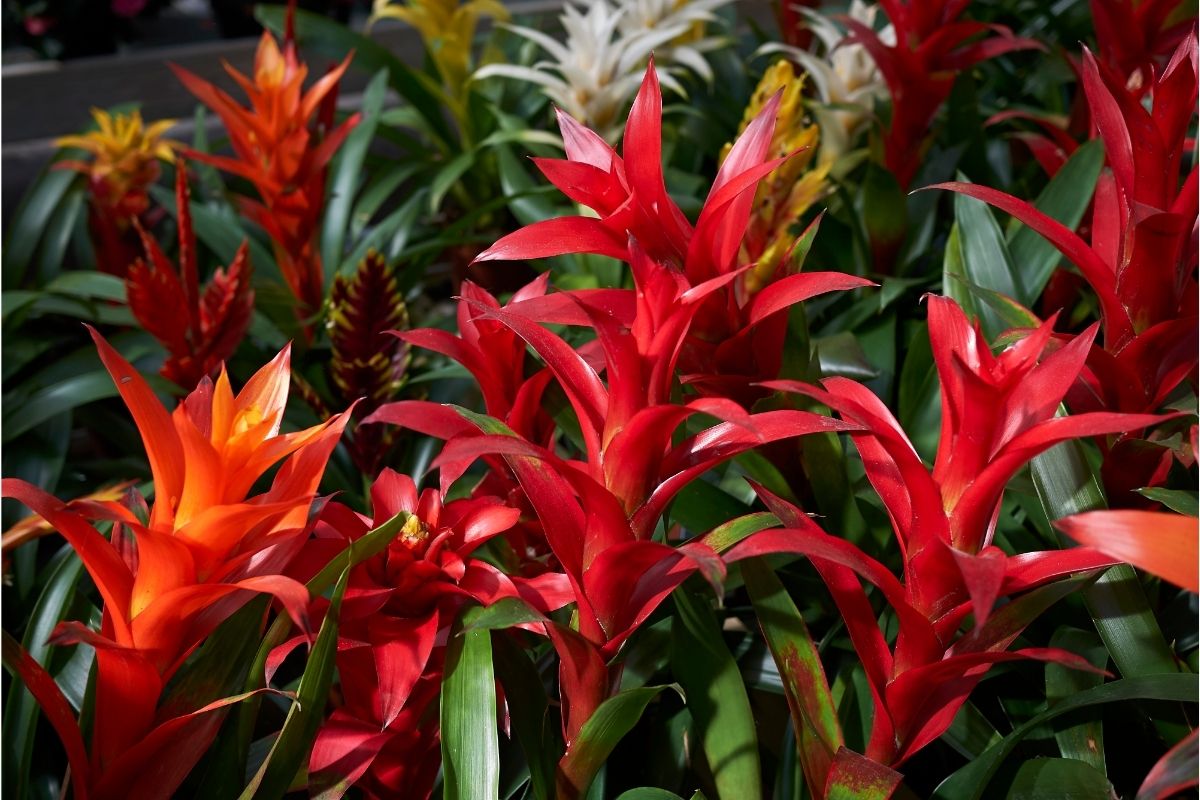 Bromeliad Panamanian flowers