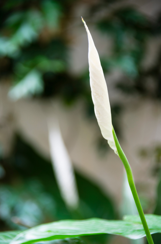 Budding peace lily flowering stages