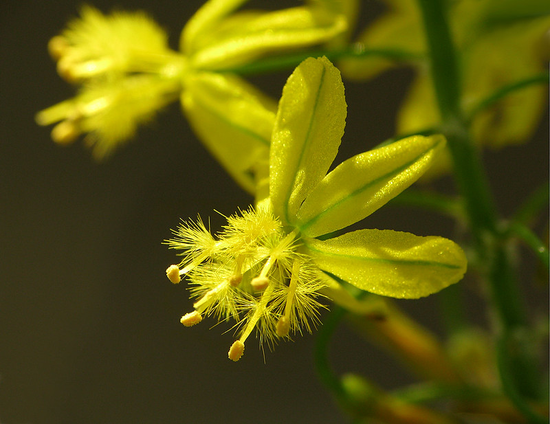 Bulbine.