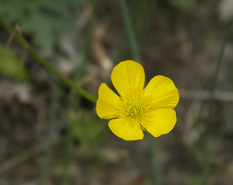 Bulbous Buttercup