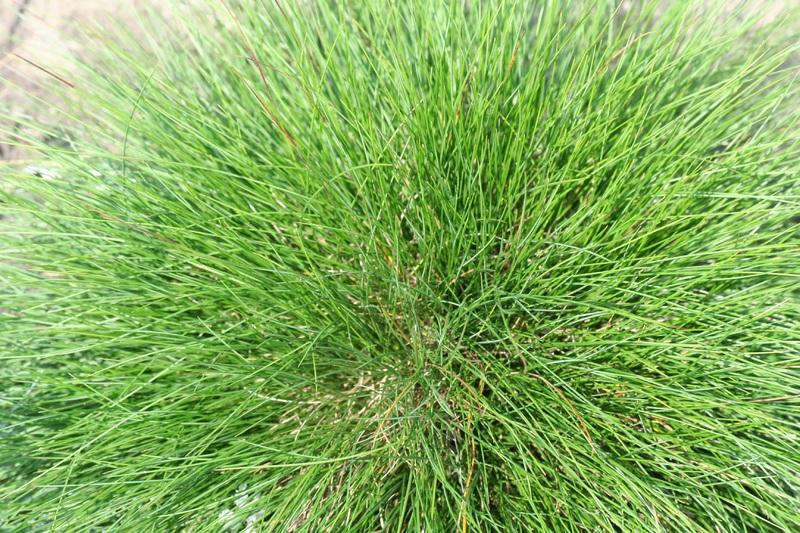 Bunch Grass - will grass spread to bare spots
