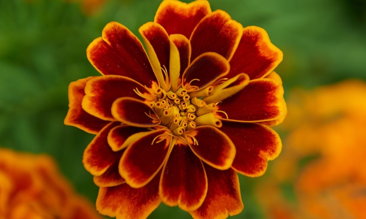 Burnt Orange Flowers Vibrant Blooms For Your Garden