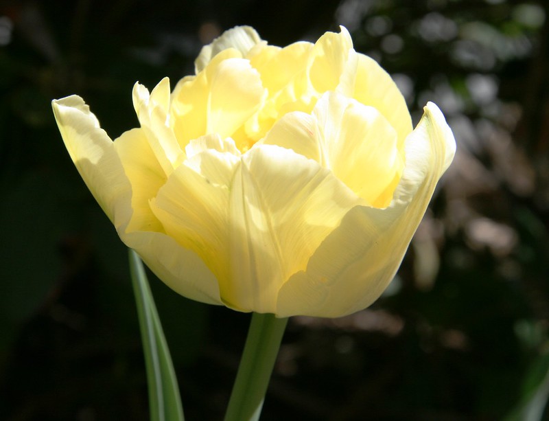 Buttercup Cream Double Tulips