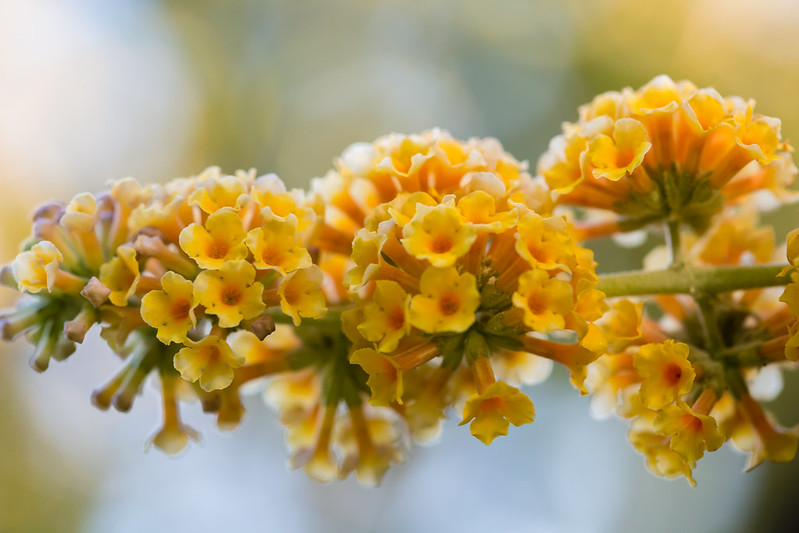 Butterfly Bush