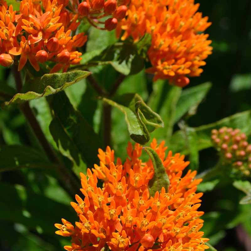 amber plants