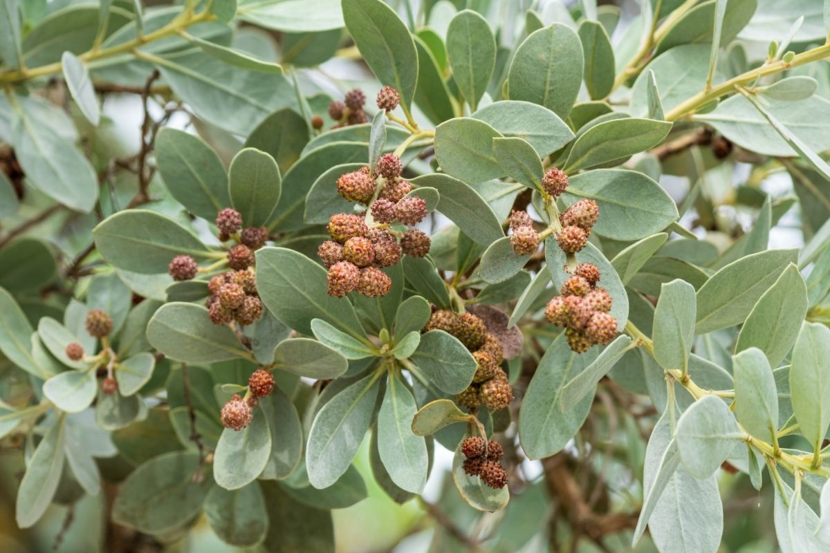 Buttonwood – Conocarpus Erectus Mexican Trees