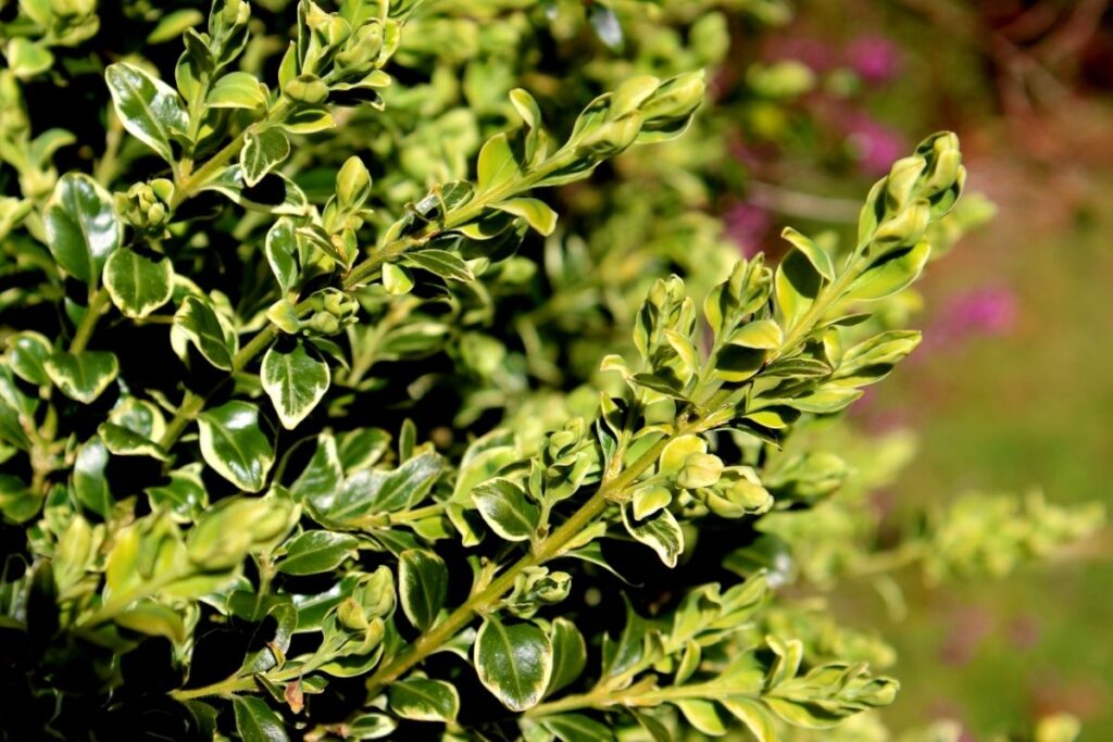 Buxus Sepmervirens Variegata (Variegated Box)