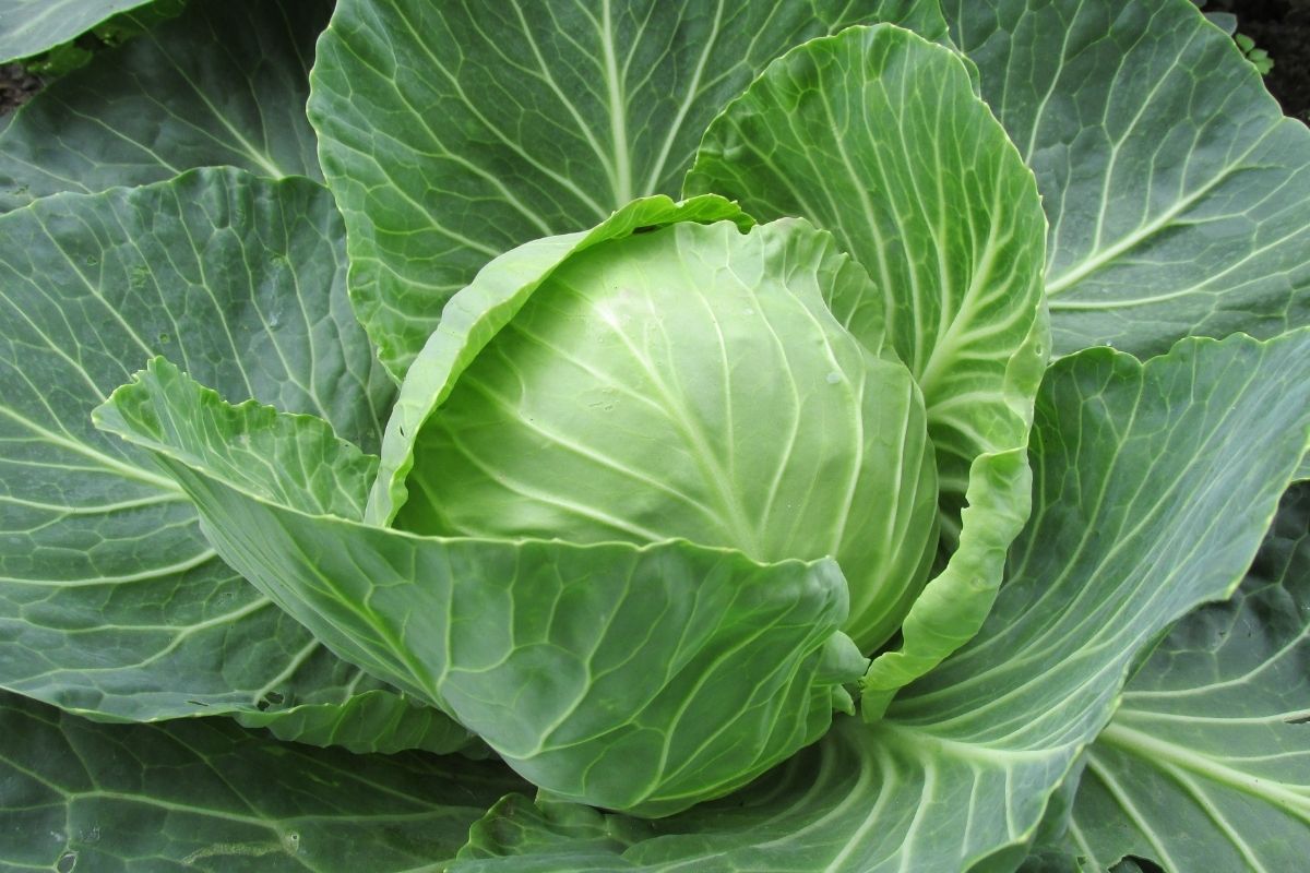 Cabbage Types Of Moroccan Veggies