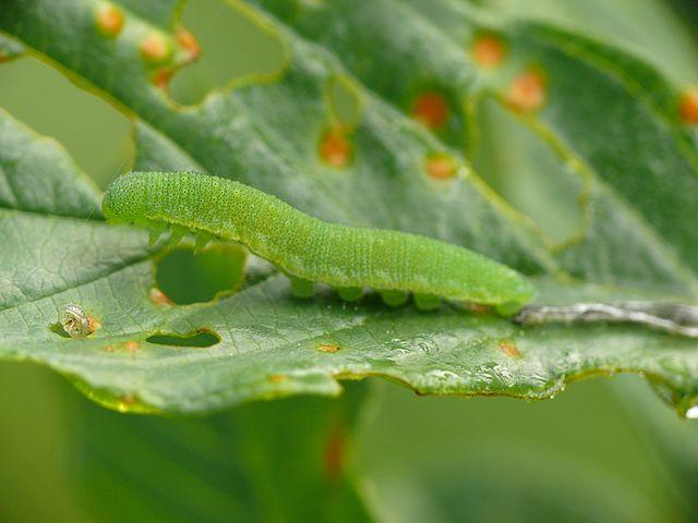Cabbage White Butterfly Caterpillar