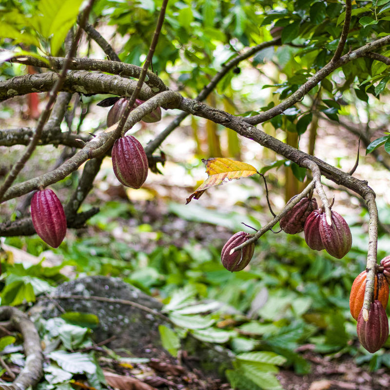 Cacao