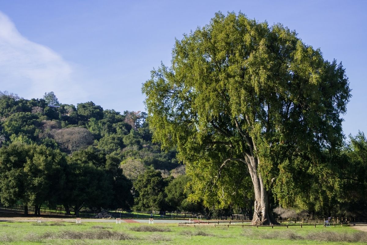 California Bay Laurel tree