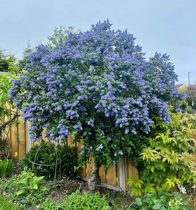 California Lilac - gopher resistant plants