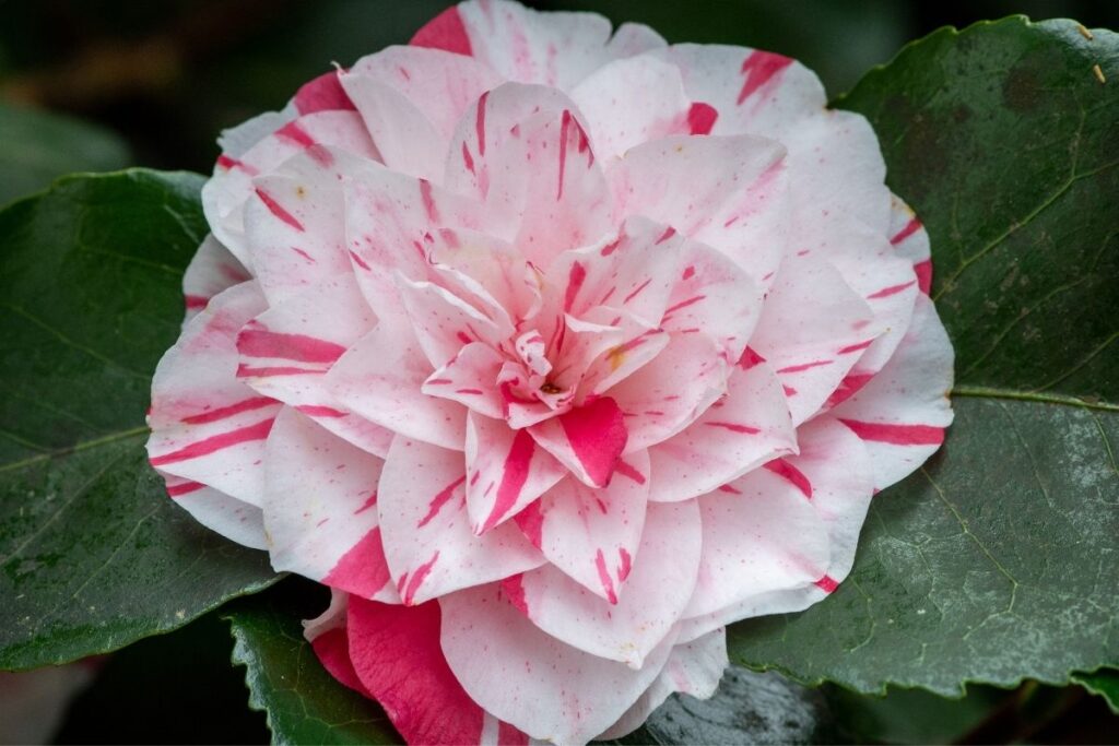 Camellia (Camellia Japonica) 