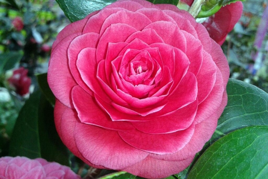 Camellia Japonica ‘Black Lace’