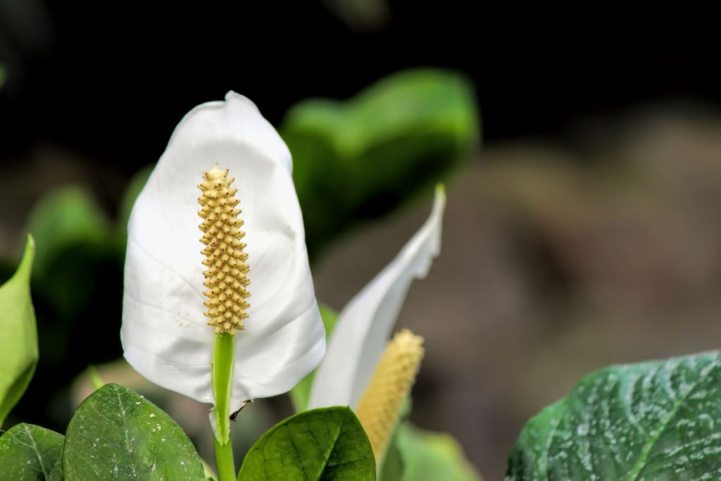 Can Peace Lily Survive Outdoors?