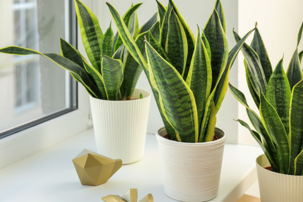 Can Your Snake Plant Live Without Sunlight?