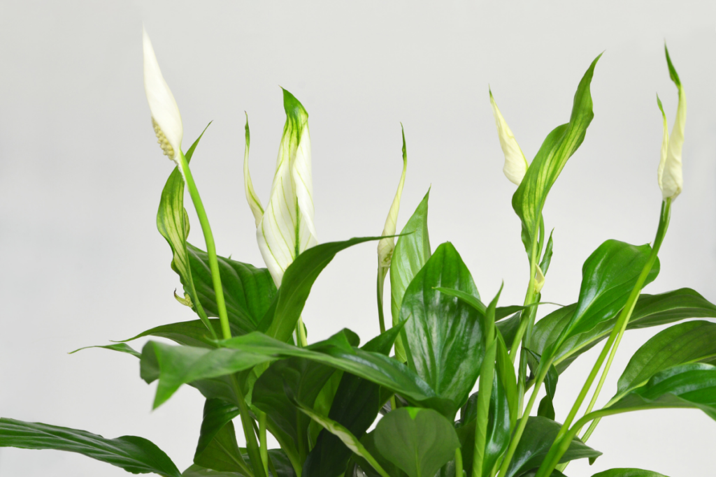 Can a Peace Lily be Grown from a Cutting?