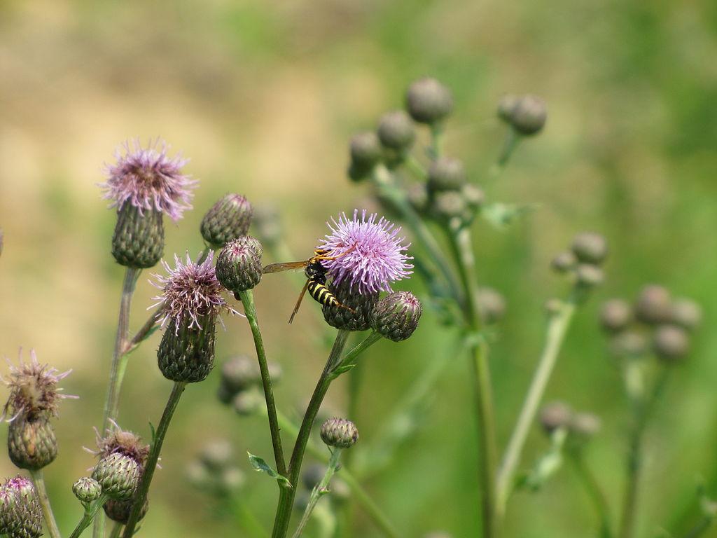 Canada Thistle - spiky weeds
